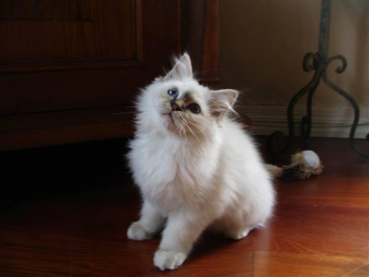 Hellig Birma Luke Skywalker - Skye, 13 uger billede 2