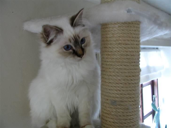 Hellig Birma Luke Skywalker - Hvad er det for en tingest, du har der, "mor"? billede 3