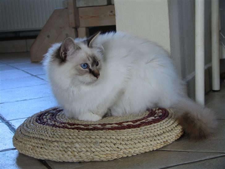 Hellig Birma Luke Skywalker - Skye på sin yndlingspude billede 5