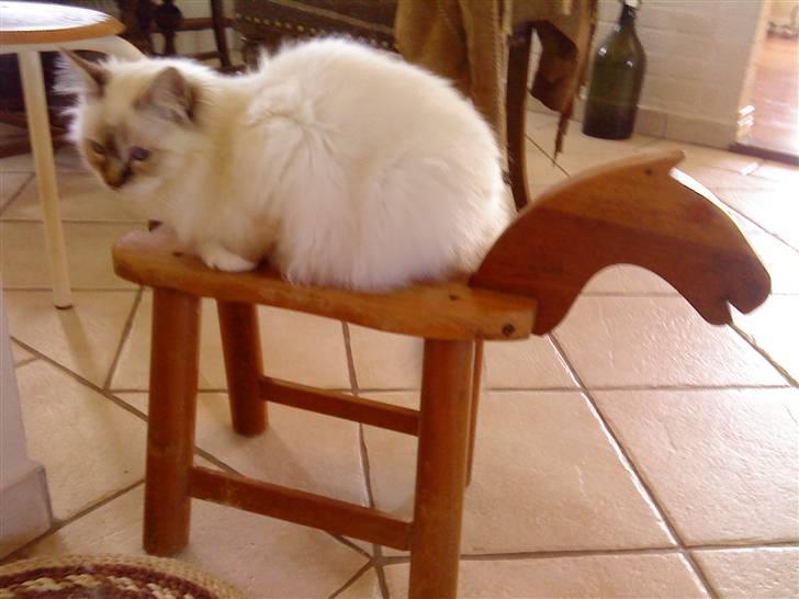 Hellig Birma Luke Skywalker - Ridderen på den hvide hest... eller øh... den hvide ridder på hesten? billede 6