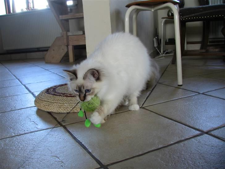 Hellig Birma Luke Skywalker - Dræberkatten billede 7