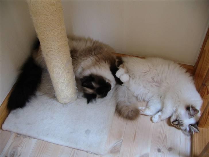 Hellig Birma Luke Skywalker - 2 basser snupper en middagslur billede 8