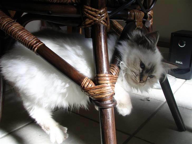 Hellig Birma Luke Skywalker - Alternativ afslapning... billede 9