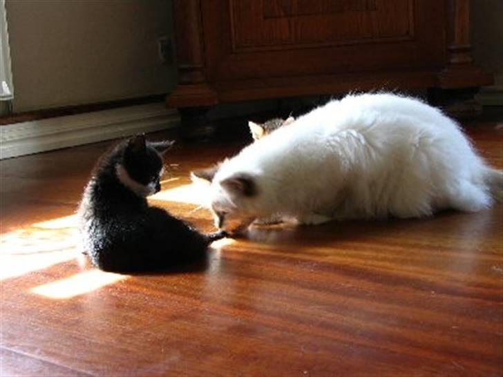 Hellig Birma Luke Skywalker - Skye som legeonkel billede 10