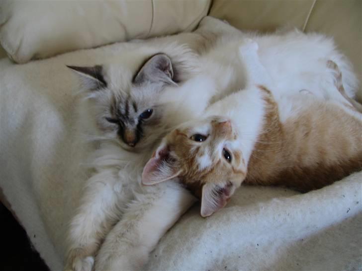 Hellig Birma Luke Skywalker - Skye, den bedste sovebamse billede 11