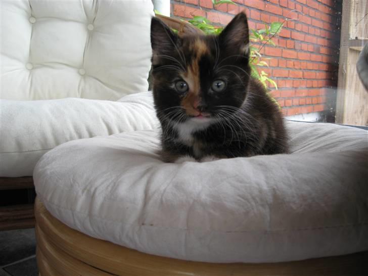 Blanding af racer Malou ¤Væk og borte¤ :'( - hvad kiiigger du på? billede 11