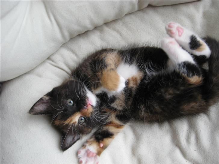 Blanding af racer Malou ¤Væk og borte¤ :'( - jeg er en charmetrold <3 billede 12