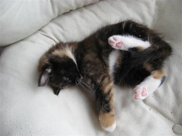 Blanding af racer Malou ¤Væk og borte¤ :'( - ihh hvor er jeg nuttet<3 billede 13