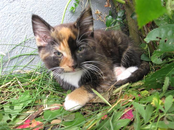 Blanding af racer Malou ¤Væk og borte¤ :'( - "gab" jeg er træt billede 14