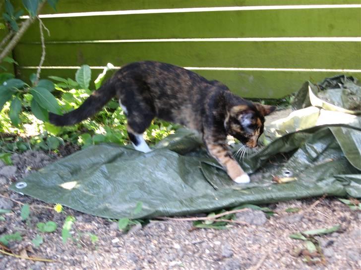 Blanding af racer Malou ¤Væk og borte¤ :'( - er det mon farligt? billede 15