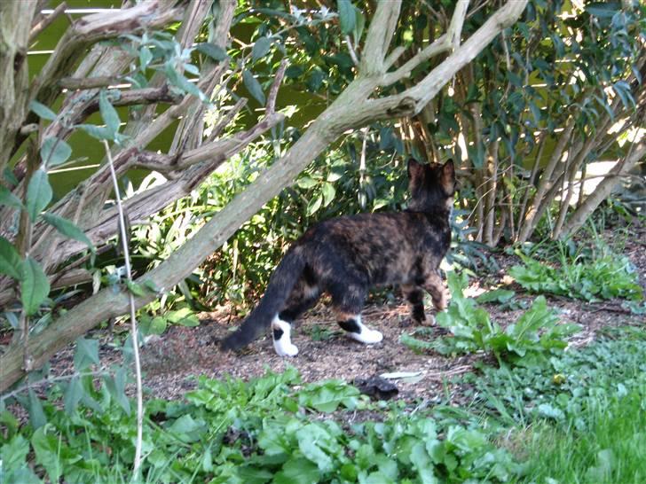 Blanding af racer Malou ¤Væk og borte¤ :'( - hva der mon der oppe? billede 16
