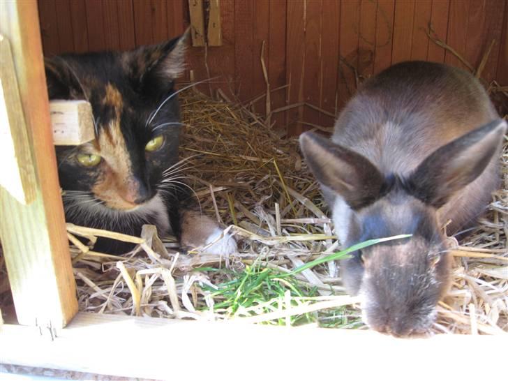 Blanding af racer Malou ¤Væk og borte¤ :'( - NYT/:¤ billede 17