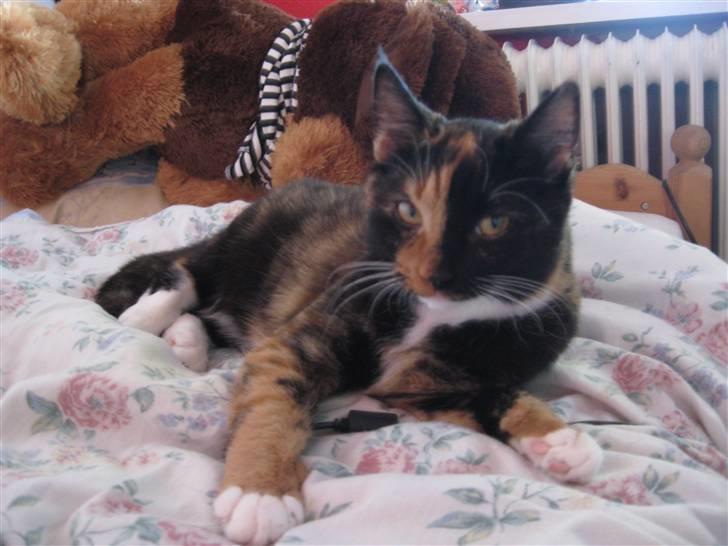 Blanding af racer Malou ¤Væk og borte¤ :'( - det hyggeligt her inde <3 billede 18