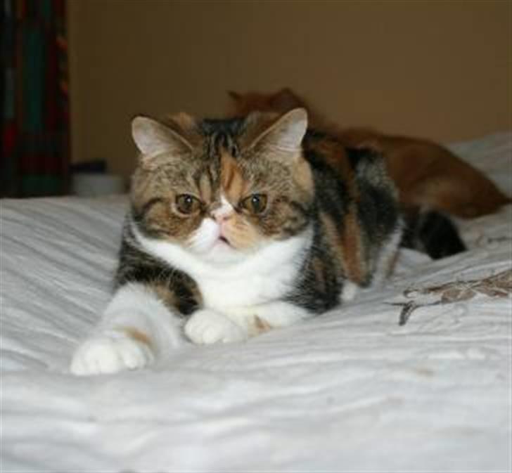 Exotic Angelina billede 1