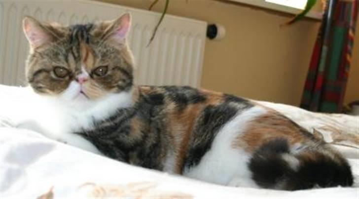 Exotic Angelina billede 2