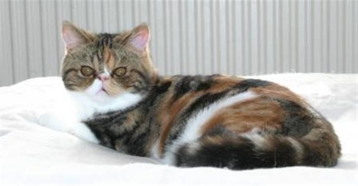 Exotic Angelina billede 3