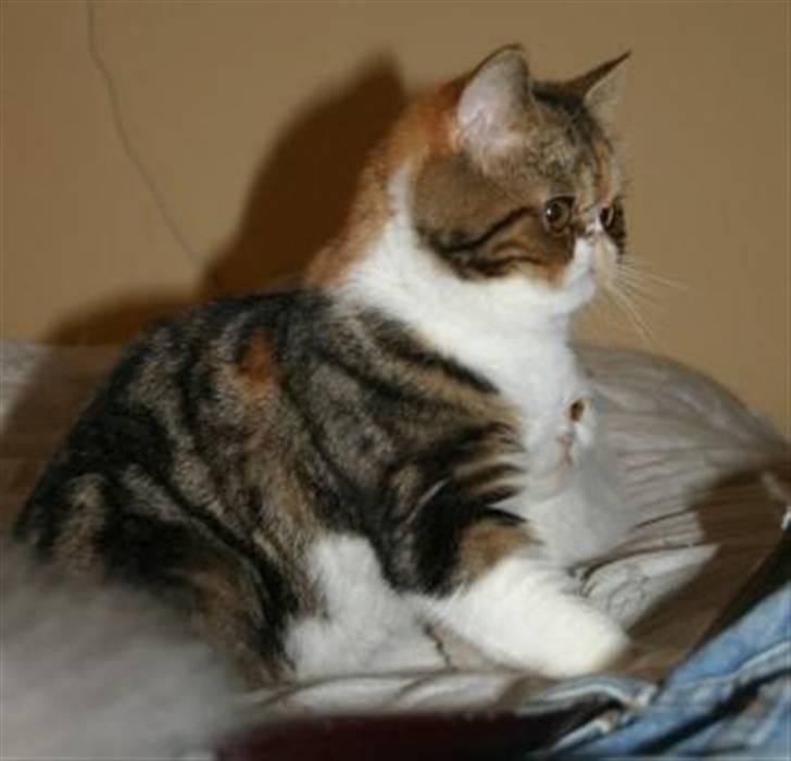 Exotic Angelina billede 4