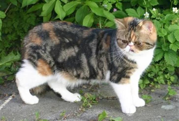 Exotic Angelina billede 5