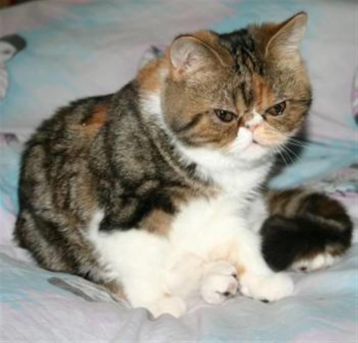 Exotic Angelina billede 6