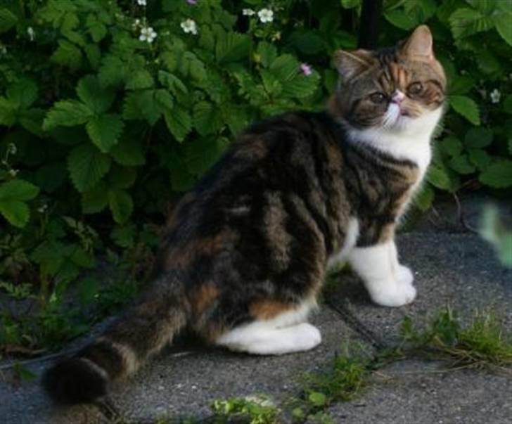 Exotic Angelina billede 7