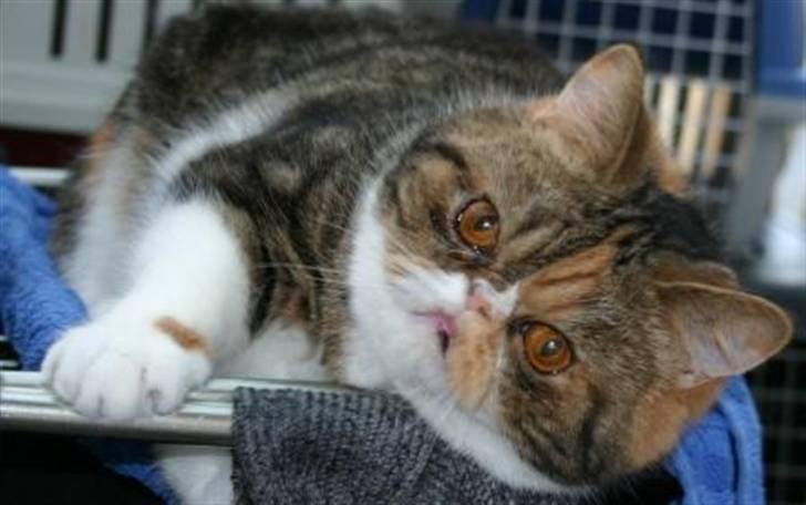 Exotic Angelina billede 8