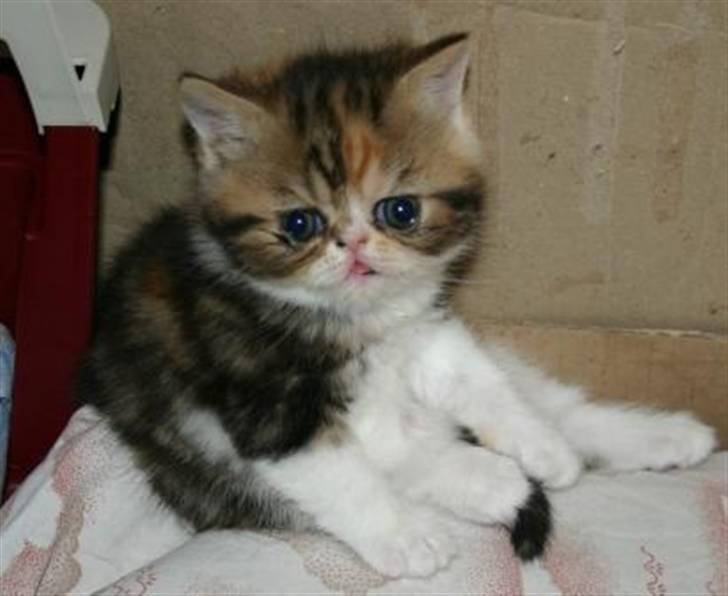 Exotic Angelina billede 9