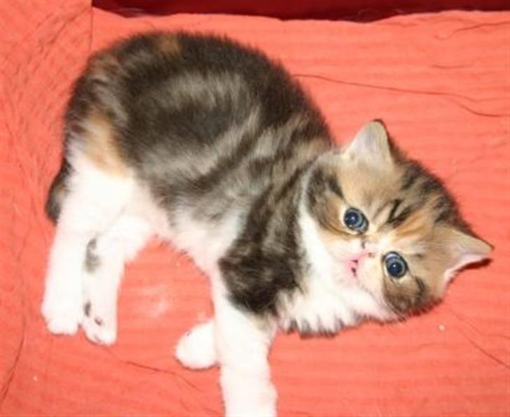 Exotic Angelina billede 10