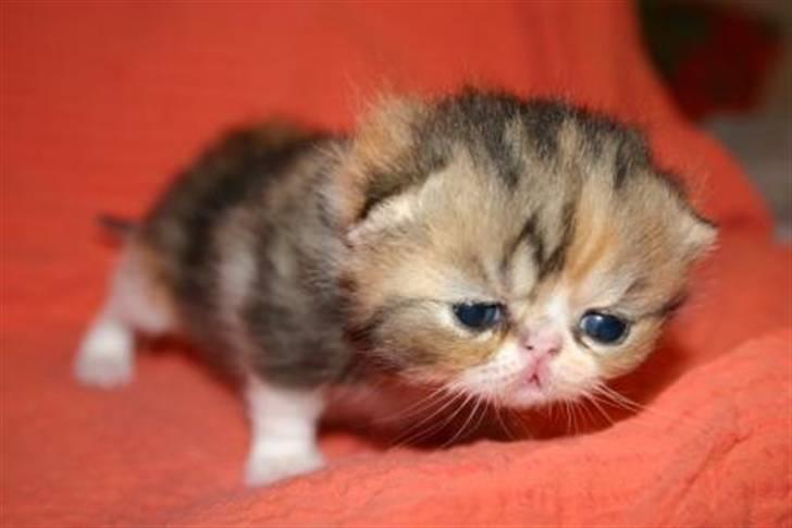 Exotic Angelina billede 11