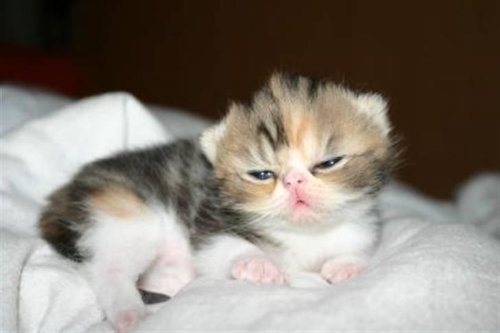 Exotic Angelina billede 12