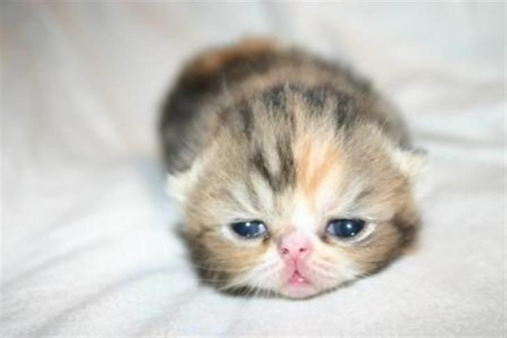 Exotic Angelina billede 13