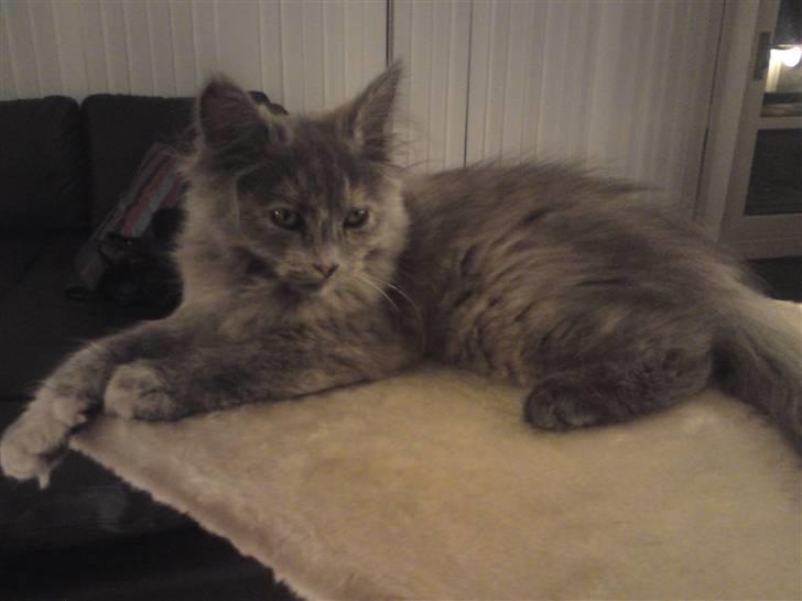 Blanding af racer Fie - Smukke Fie :) billede 1