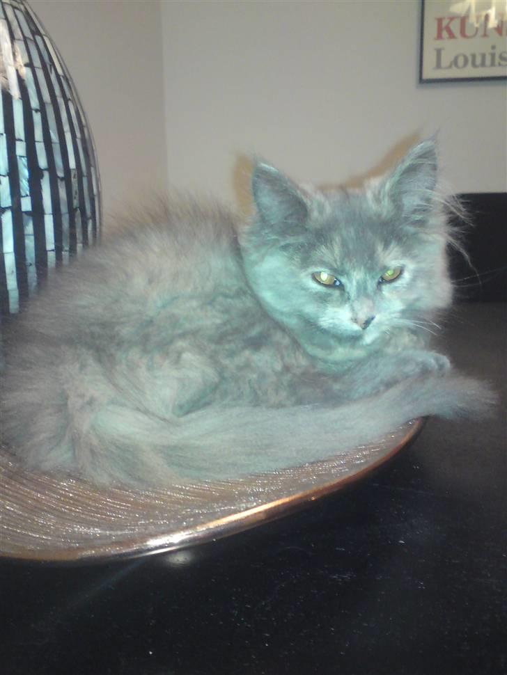 Blanding af racer Fie - Missen på guldfadet hehe billede 2