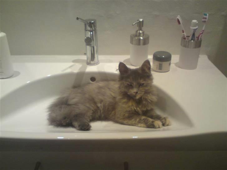 Blanding af racer Fie - Fie i håndvasken hehe  billede 3