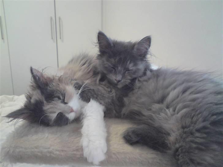 Blanding af racer Fie - De fine søstre.. billede 4