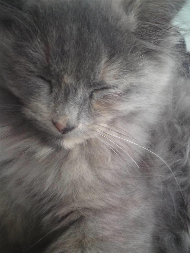 Blanding af racer Fie billede 5