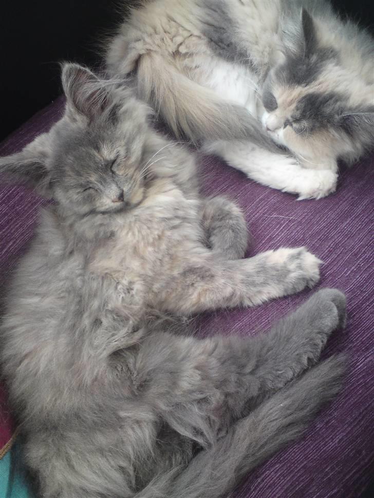 Blanding af racer Fie - Fie og Cirkeline putter så fint :) billede 6