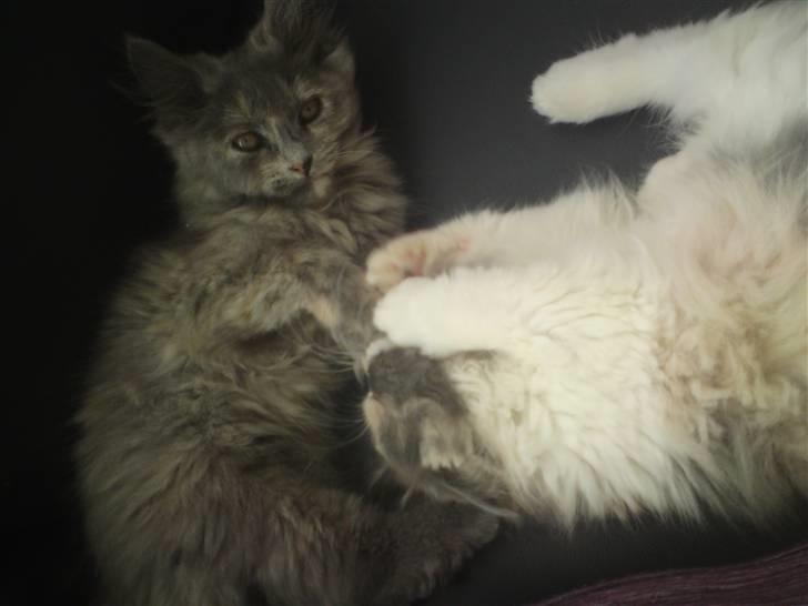 Blanding af racer Fie billede 7