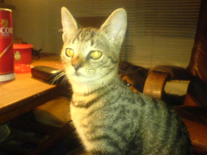 Huskat bette nøv R.I.P 17/11-"00 - hej med jer billede 1