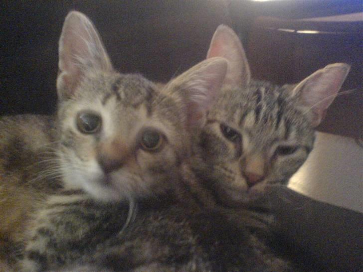 Huskat bette nøv R.I.P 17/11-"00 - vi er da bare skønne ikk? billede 2