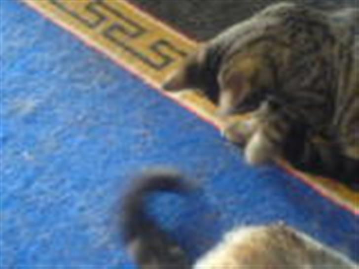 Huskat bette nøv R.I.P 17/11-"00 - en hale er sjovt legetøj billede 3