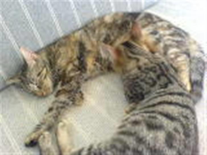 Huskat bette nøv R.I.P 17/11-"00 - det er godt med en hyggetår billede 4