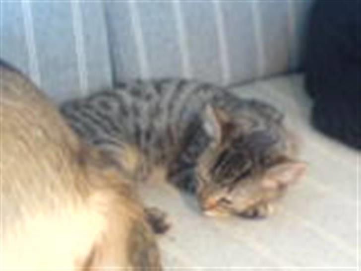 Huskat bette nøv R.I.P 17/11-"00 - puhh jeg er træt billede 5