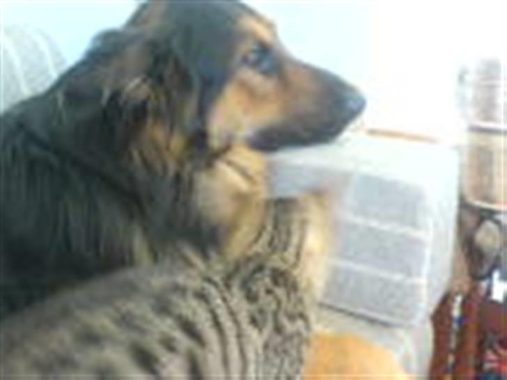 Huskat bette nøv R.I.P 17/11-"00 - vil du lege?? billede 6