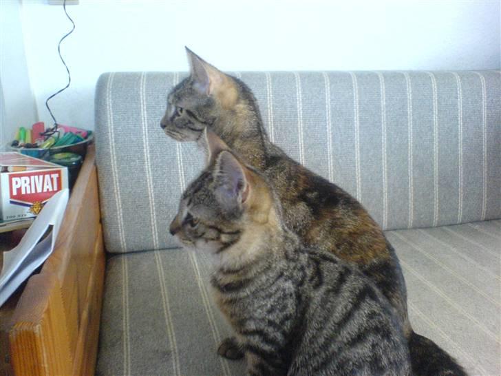 Huskat bette nøv R.I.P 17/11-"00 - det ser spændende ud derover billede 8