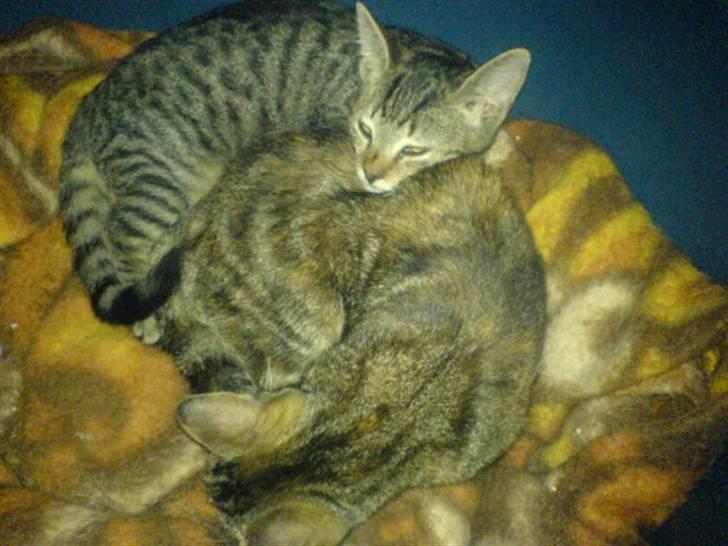 Huskat bette nøv R.I.P 17/11-"00 - lad os nu sove for p.... billede 9