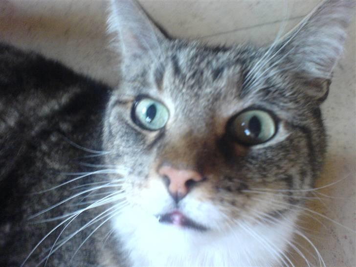 Huskat Lucky billede 1