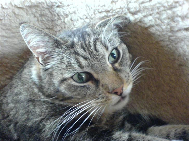 Huskat Lucky billede 2