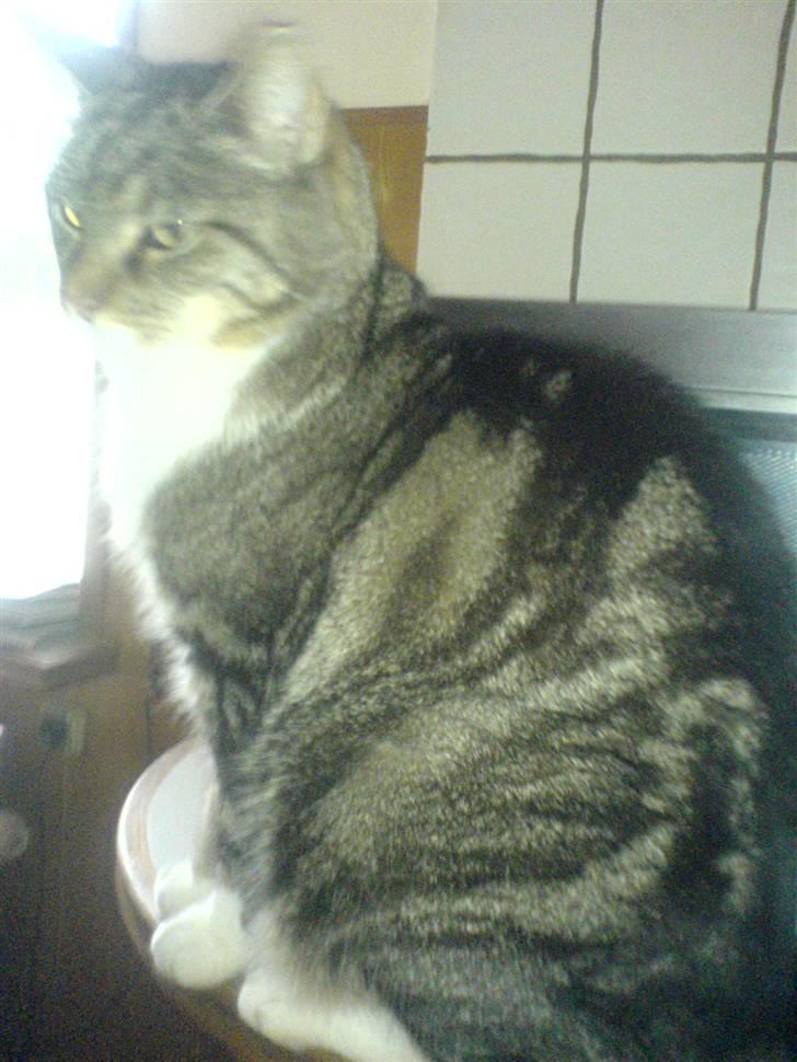 Huskat Lucky billede 3