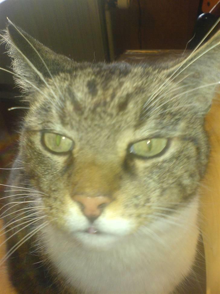 Huskat Lucky billede 4