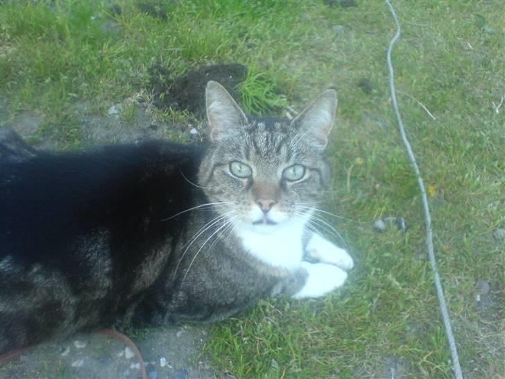 Huskat Lucky billede 5